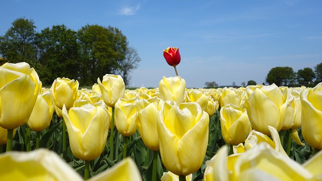 tulips 2580116 640